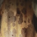 하나동물종합병원 이미지