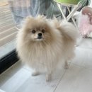 오마이펫 이미지