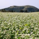 메밀꽃필무렵 이미지