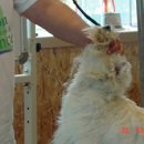 그루밍쇼 이미지