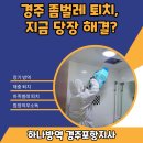 경주 좀벌레 퇴치, 지금 당장 해결 방법은?
