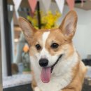 트리멍마마 이미지