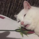 로드런너 이벤트 끝났었군요 이미지
