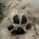 강아지발바닥 | [강아지 발바닥 보습제 후기] 거칠거칠 댕댕이 발바닥, '쉬즈곤 포우 에센스'로 보송보송하게 변신! ✨