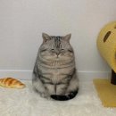 동그마니 이미지