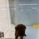 동탄강아지분양 도그데이 네이버블로그