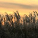 하늘공원 이미지