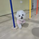 분홍강아지 | 봄에 딱 좋은 러블리한 강아지 티셔츠 추천, 직접 남기는 후기 💗