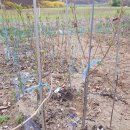 분꽃농장 이미지