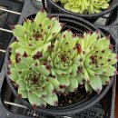 바위 솔 이미지