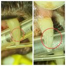 준동물병원 이미지