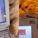 껌딱지펫 이미지