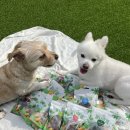 개님의상점 이미지