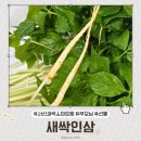 부모님 선물 추천 &#39;새싹인삼&#39; 서신새싹스마트팜 답례품