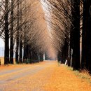 메타세콰이어길 이미지