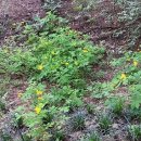 생명의 소리 이미지