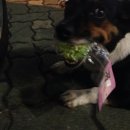 잠실농장 이미지