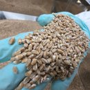 햇 토종앉은뱅이 통밀가루. 검은통밀가루(특별할인가!!) 이미지