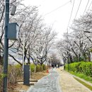 정릉천 제방 | 벚꽃 구경! '서울물빛나루 15호 장지천'