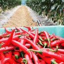 우직농장 이미지