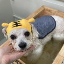 로얄 펫살롱 이미지