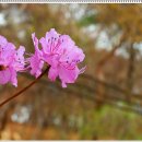 2022-03-31 창덕궁 창경궁 홍매화 산수유 진달래 봄꽃 개화시기 이미지