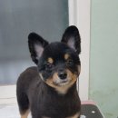 꽃개애견미용 이미지