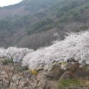 [잔여좌석-5석] 2015년 4월 4일(토) 하동 토지길+십리벚꽃길 이미지