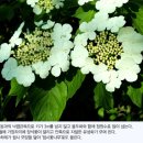 ◆분홍 팝콘 같은 - 박태기나무 꽃 이미지