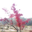 청단풍( 봄에 푸르다가 가을에 가장 붉게 물든다) 이미지