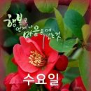 알레르망연삼로점