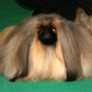 베스트애견 이미지