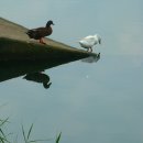 원천오리 이미지