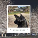 광주 벚꽃놀이 장소추천 무양공원 유아숲체험원