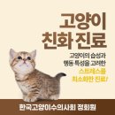 송동물병원 | 브숏 6개월 암컷 고양이 최소절개 호흡마취 중성화수술 비용과 후기 송파 거여 마천 동물병원