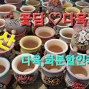꽃담다육