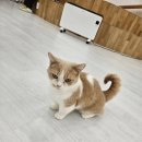 불당동 캣카페] 캣플헤븐 3번째 방문 후기 🐱 메인쿤+브리티시숏헤어+무릎냥이+친절폭발 사장님까지...