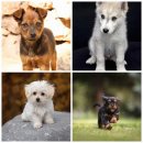 벨라독 | 수원강아지분양은 역시 벨라독! 감동적인 후기 대방출