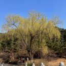 목련약국 네이버블로그