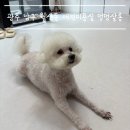 멍멍살롱 이미지