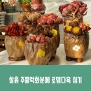 경산 꽃 다육 | 내가 만든 다육화분에 로뎀다육 다육이 심어보기
