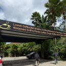 기호농장 | [발리 지프투어 #4] 커피농장(세가라 윈드후 커피 플랜테이션) 방문 후기!