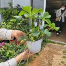 초원꽃화원 이미지