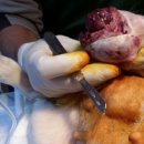 최광호동물병원 이미지