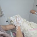 The 사랑할개(더사랑할개) | 이천대형견목욕.이동 안 했더니 아이가 달라졌다 : 사랑할개