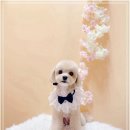 견생의하루 펫살롱 일산본점 이미지