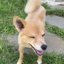 소락하개 이미지