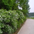 알프스파크 이미지