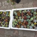 호박꽃화원 - 원주시 흥양로51번길 5 | 호박꽃화원