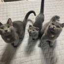 그루밍 사랑 이미지